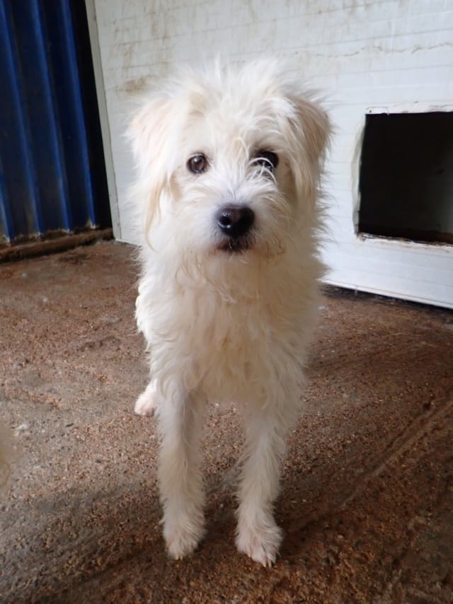 Korugu, chien à l'adoption