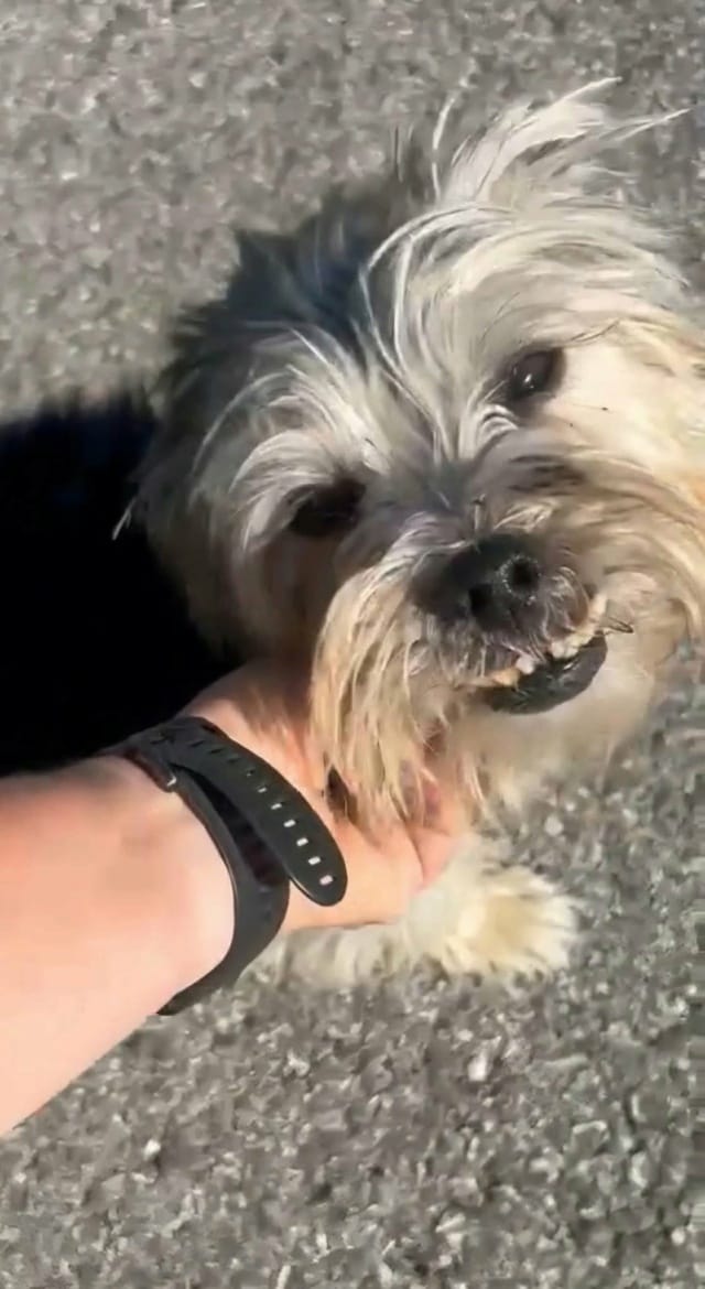 Kovou, chien à l'adoption
