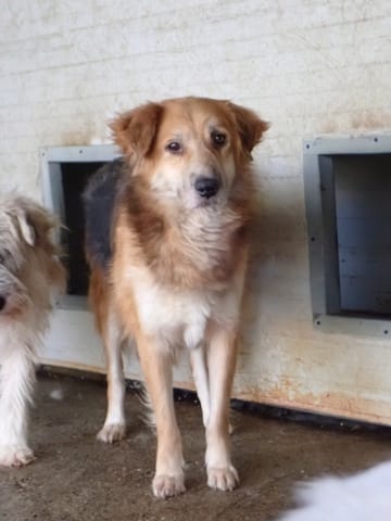 Kraft, chien à l'adoption chez Remember Me France
