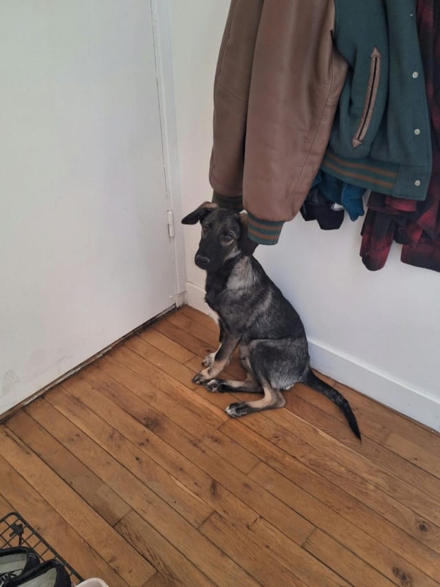 Kuma, chien à l'adoption chez Remember Me France