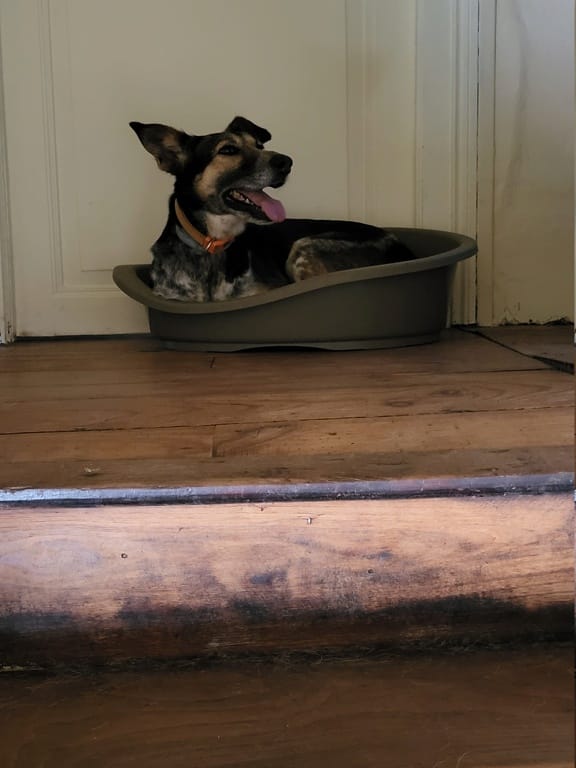 Lada, chien à l'adoption chez Remember Me France