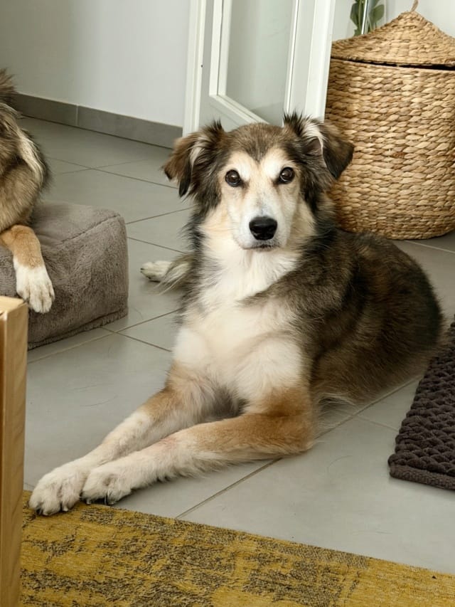 Lakota, chien à l'adoption chez Remember Me France