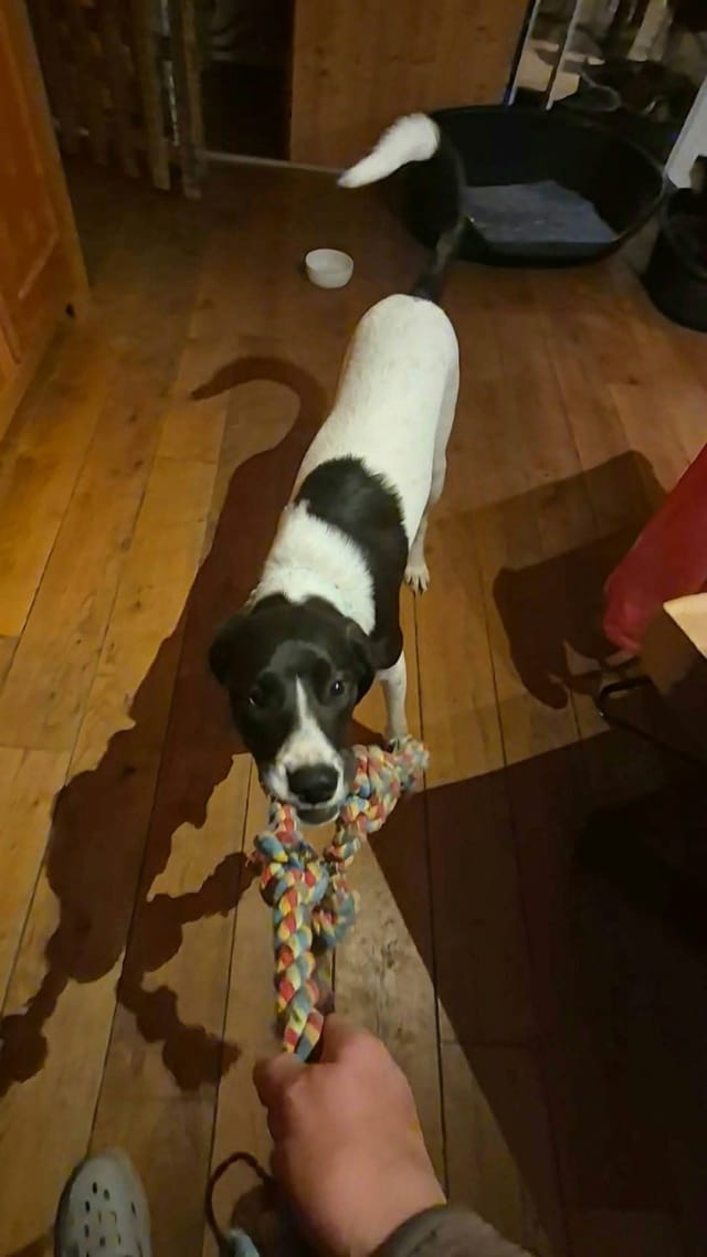 Laya, chien à l'adoption chez Remember Me France