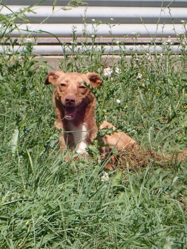 Lipova, chien à l'adoption