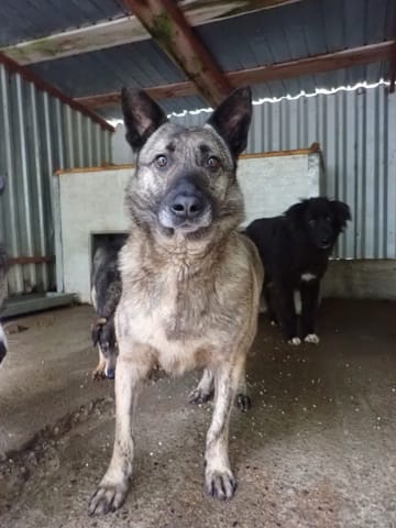 Lipton, rescue dog available for adoption