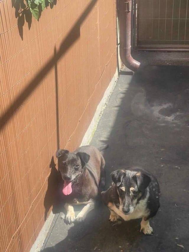 Lisette, chien à l'adoption