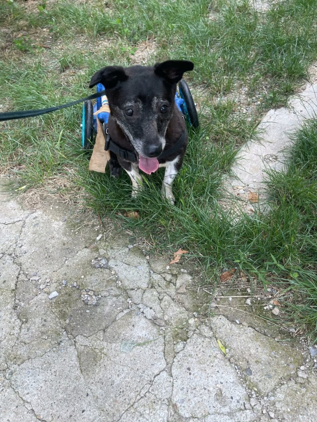 Lisette, chien à l'adoption