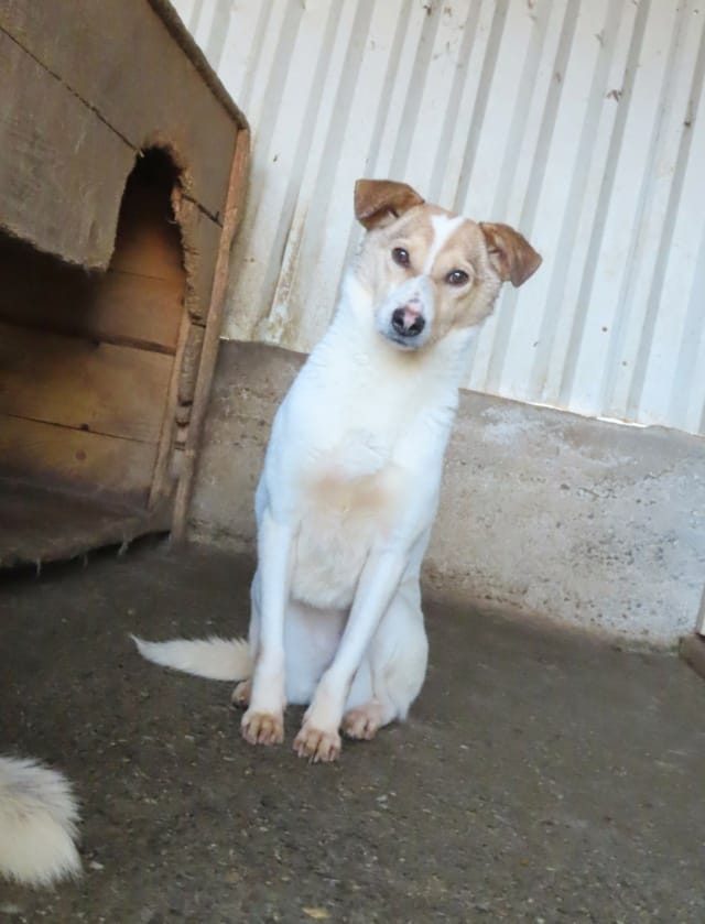 Lottie, rescue dog available for adoption