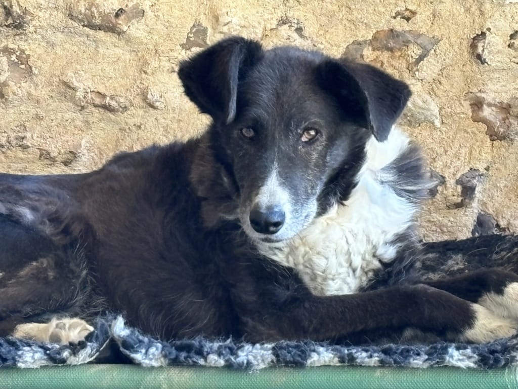 Loulette, chien à l'adoption chez Remember Me France