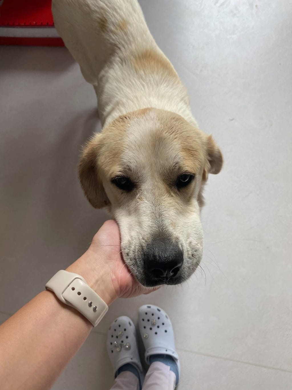Lovaya, rescue dog available for adoption