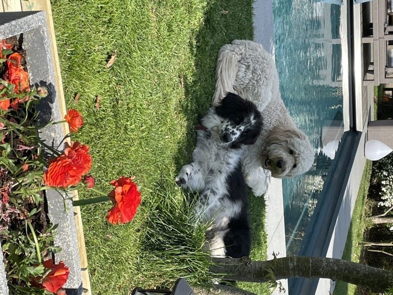 Lucie, chien à l'adoption chez Remember Me France