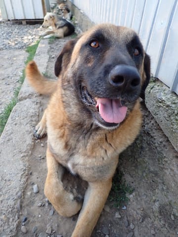 Ludwig, chien à l'adoption