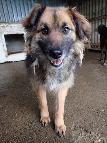 Lulu, chien à l'adoption
