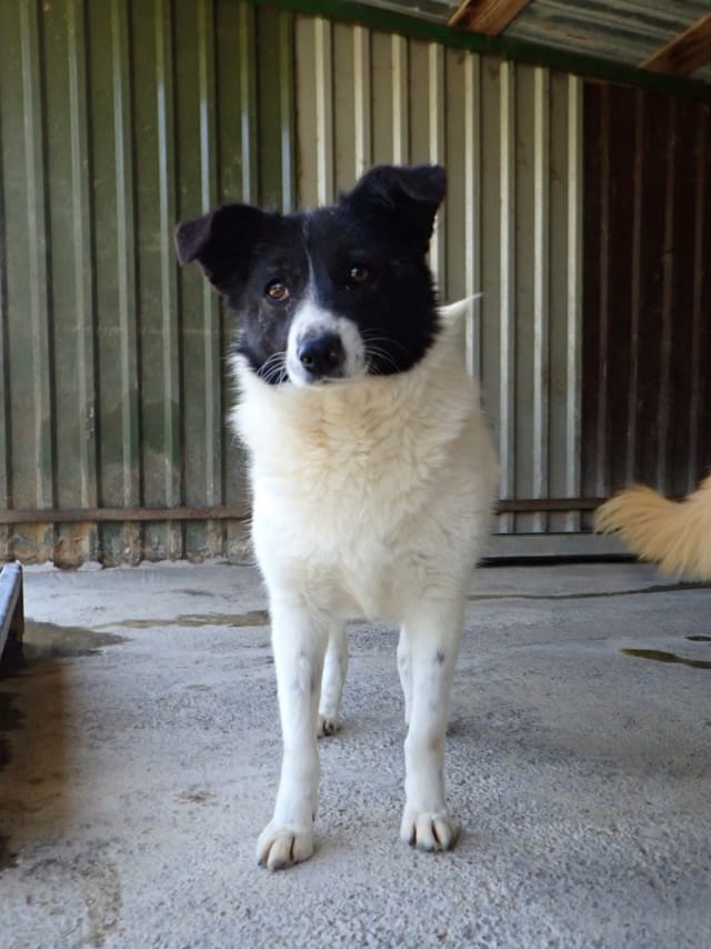 Luma, chien à l'adoption