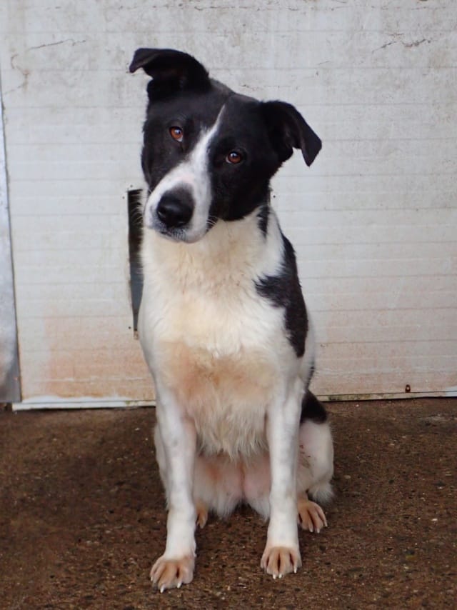 Lyly, chien à l'adoption