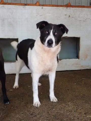Lyly, chien à l'adoption