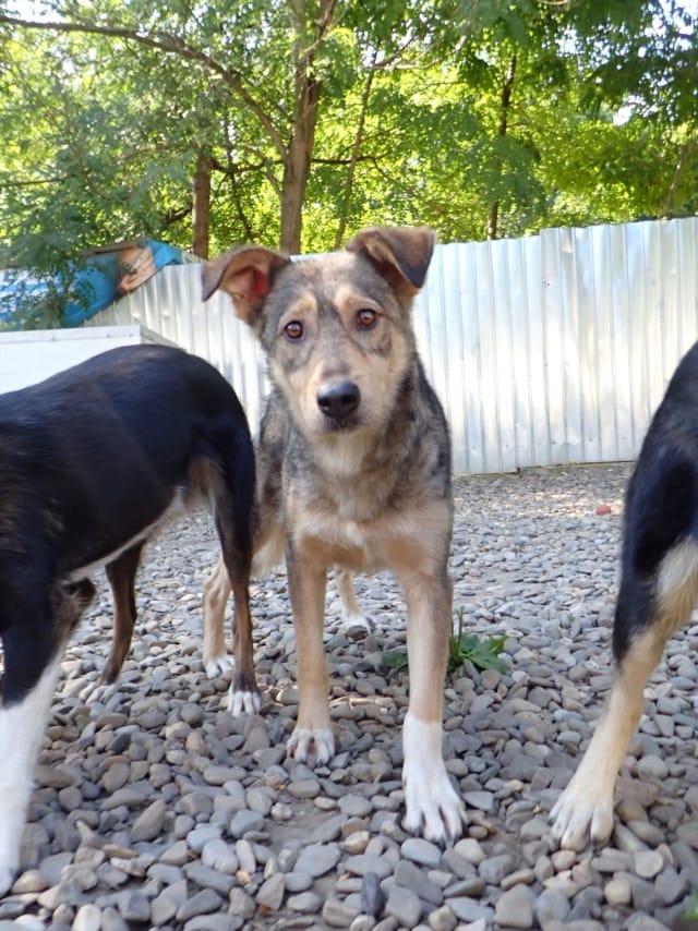 Lyric, chien à l'adoption