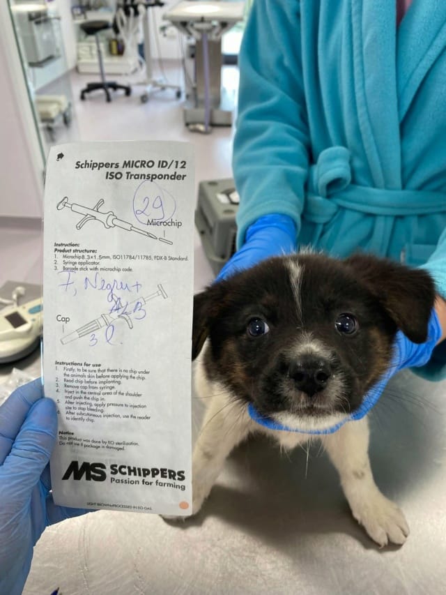 Lysiane, chien à l'adoption
