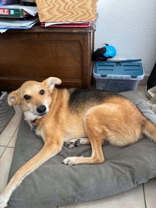 Mako, chien à l'adoption chez Remember Me France