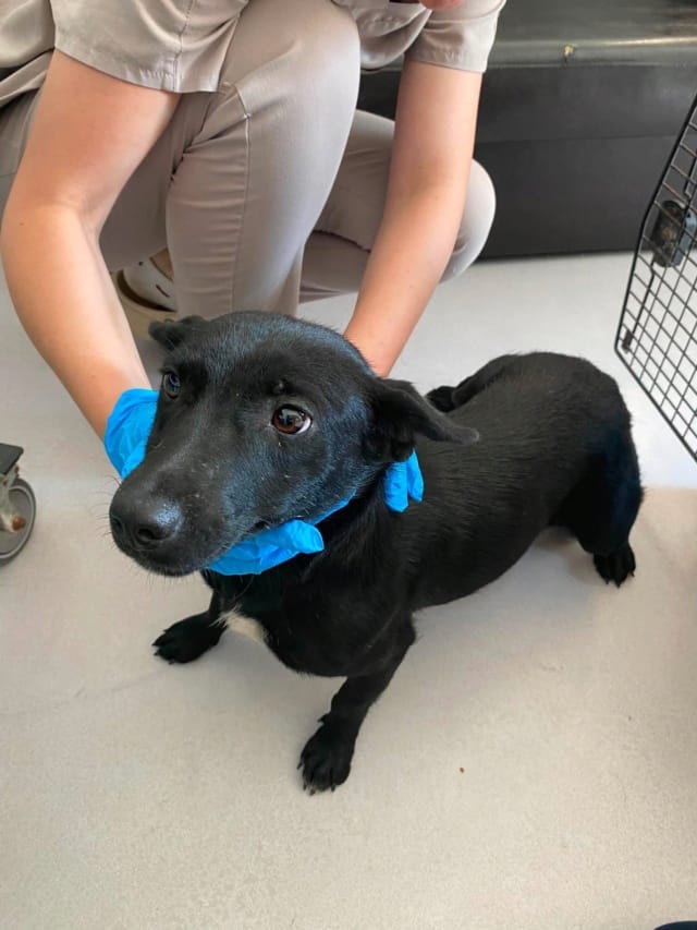 Mamaia, chien à l'adoption