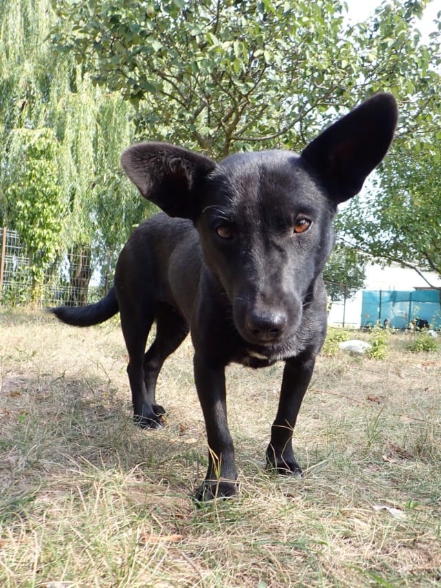Mamaia, chien à l'adoption