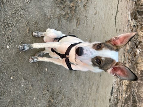 Mana, chien à l'adoption chez Remember Me France