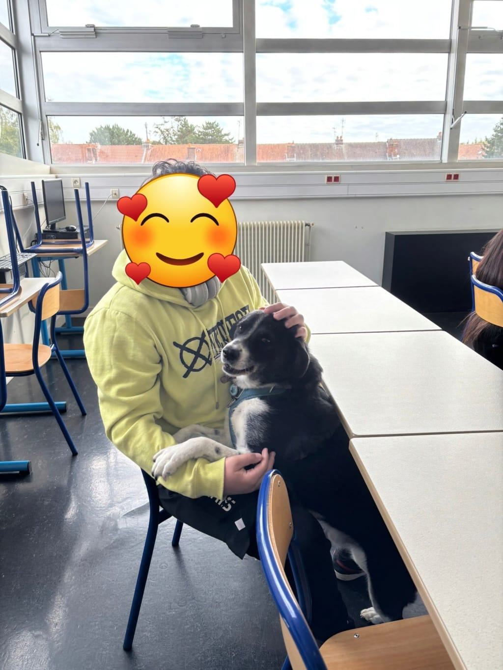 Manchester, chien à l'adoption chez Remember Me France
