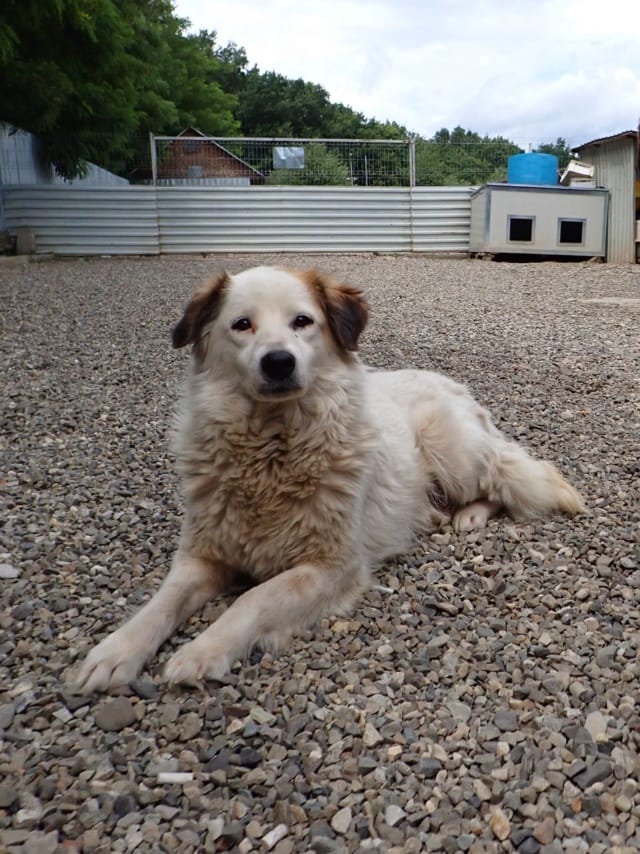 Mandragore, chien à l'adoption