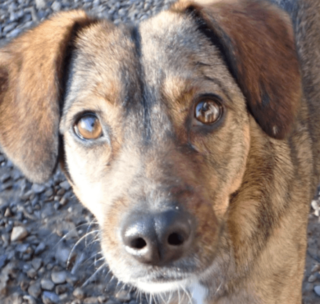 Mayfeld, chien à l'adoption