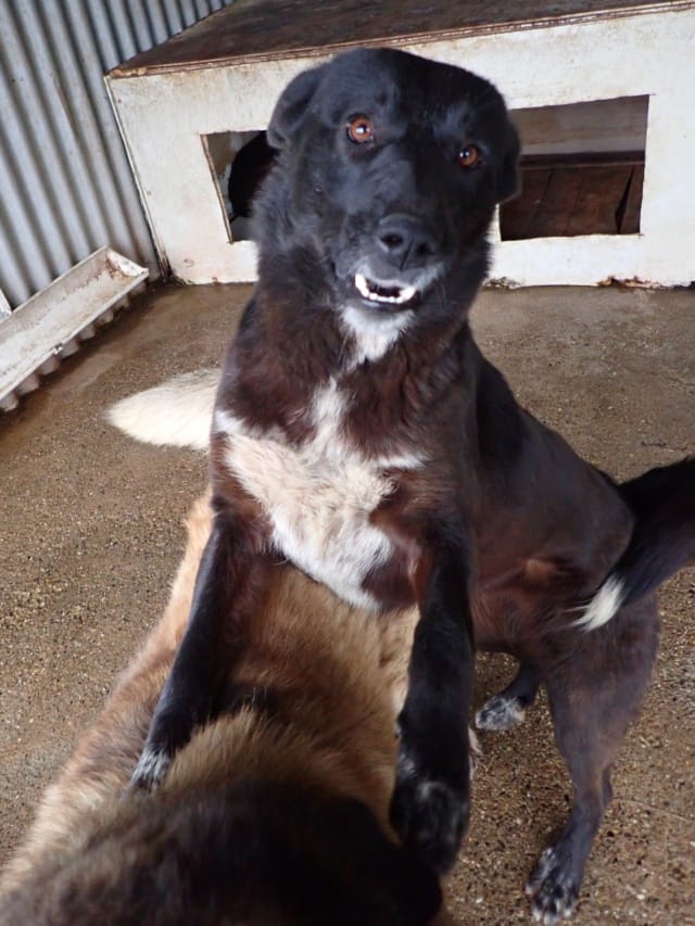 Meii, chien à l'adoption