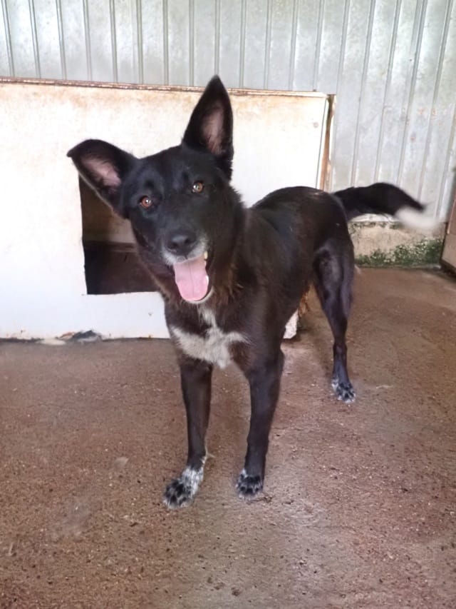 Meii, chien à l'adoption