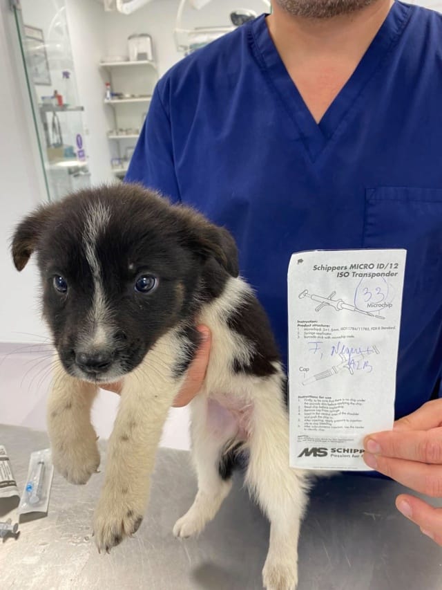 Melora, chien à l'adoption