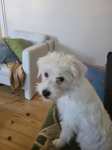 Merlin, chien à l'adoption chez Remember Me France
