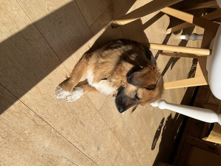 Merry, chien à l'adoption chez Remember Me France