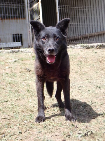 Mexique, chien à l'adoption