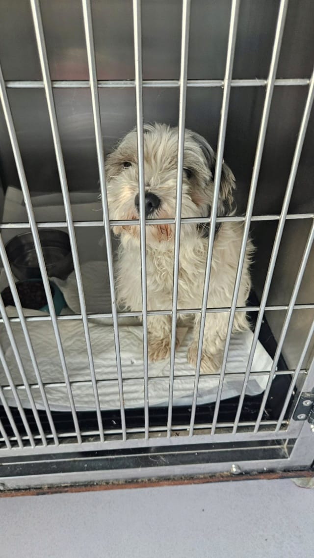 Miaa, chien à l'adoption