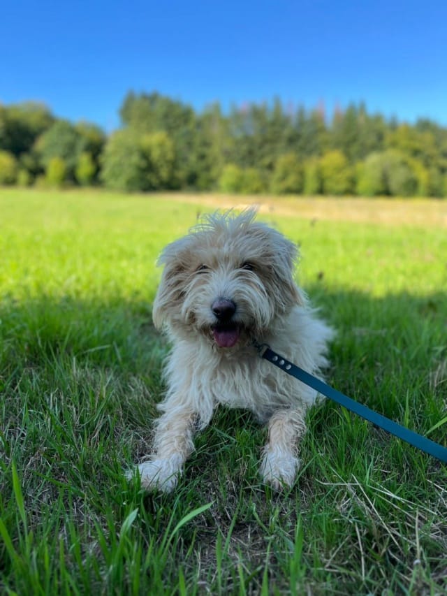 Miaa, chien à l'adoption chez Remember Me France