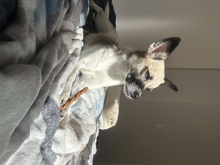 Miela, chien à l'adoption chez Remember Me France