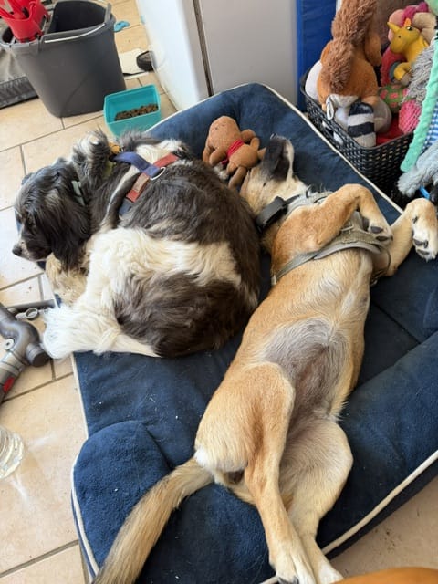 Mila, chien à l'adoption chez Remember Me France