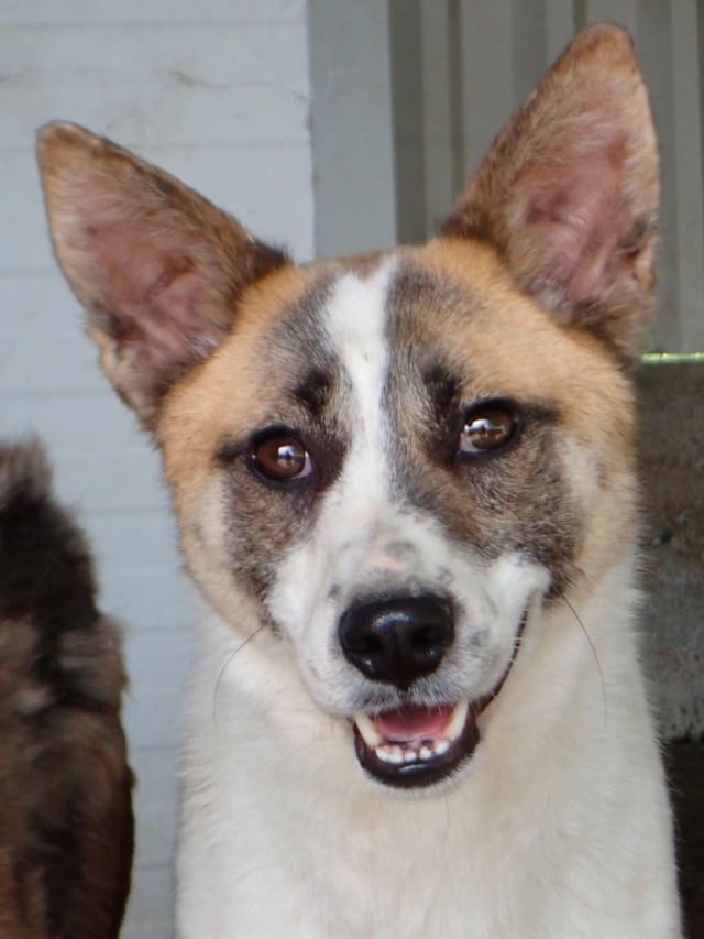 Milen, chien à l'adoption