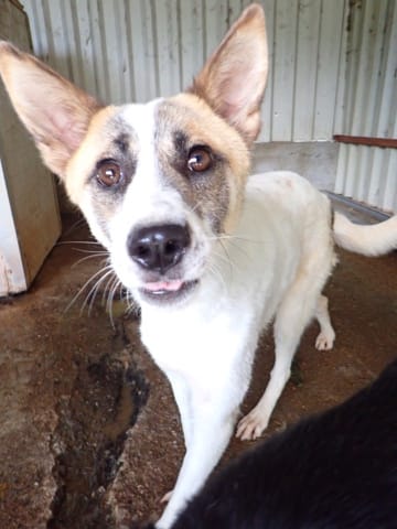 Milen, chien à l'adoption