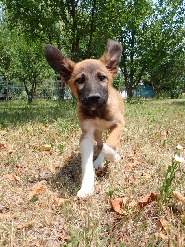 Milva, rescue dog available for adoption