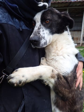 Mira, chien à l'adoption