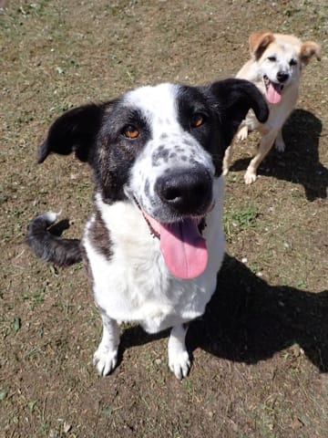 Mira, chien à l'adoption