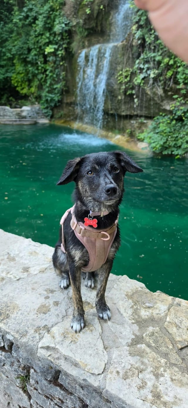 Mira, chien à l'adoption chez Remember Me France