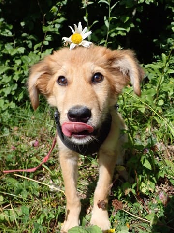 Mirela, chien à l'adoption chez Remember Me France