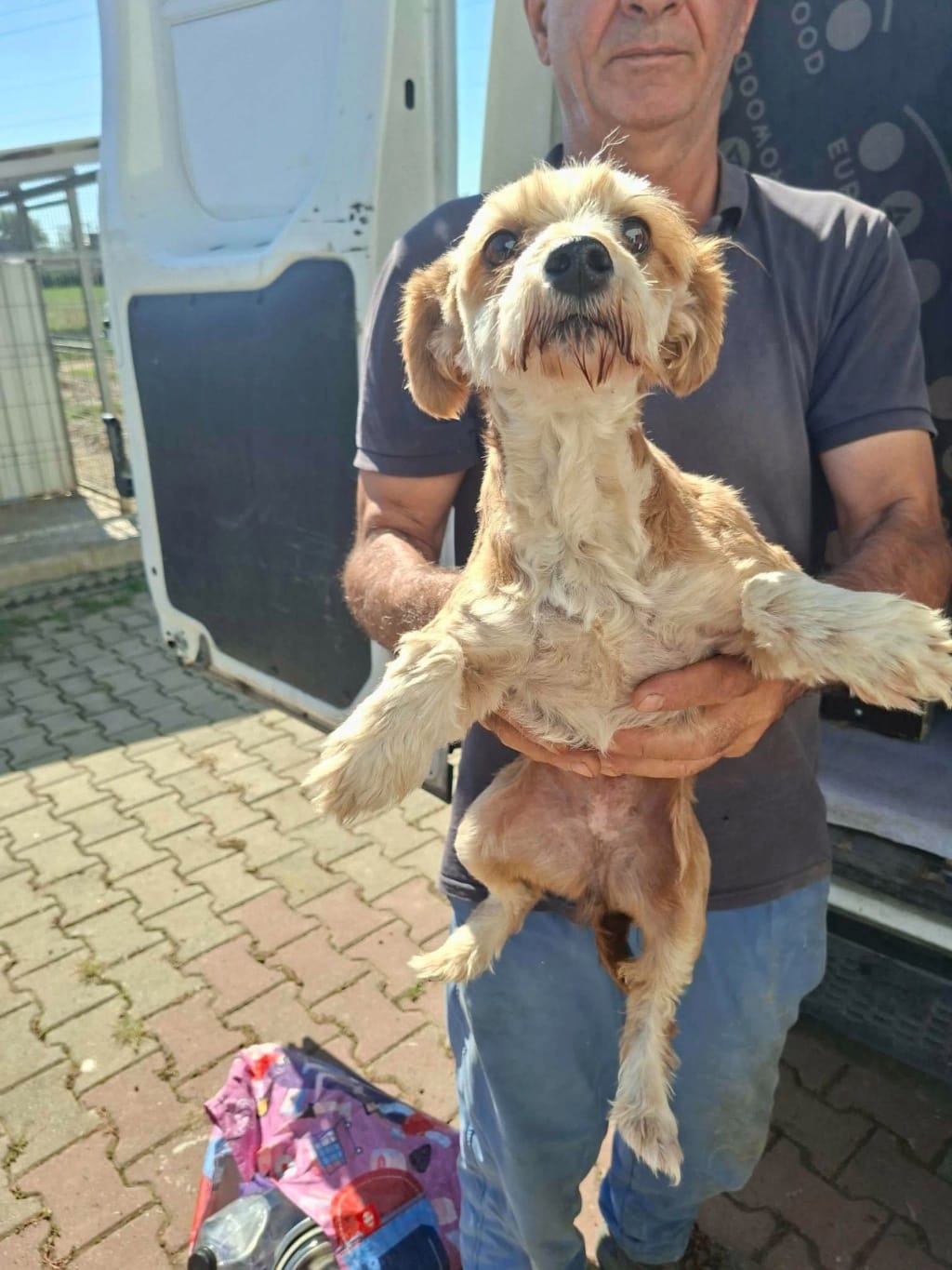 Misty, chien à l'adoption chez Remember Me France