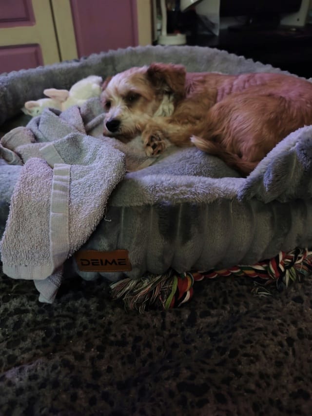 Misty, chien à l'adoption chez Remember Me France