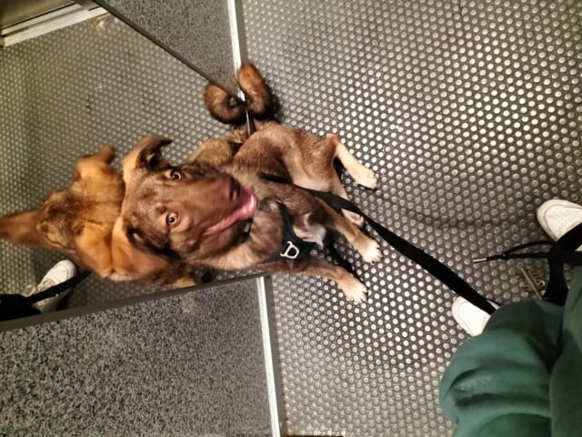 Tartuffe, chien à l'adoption