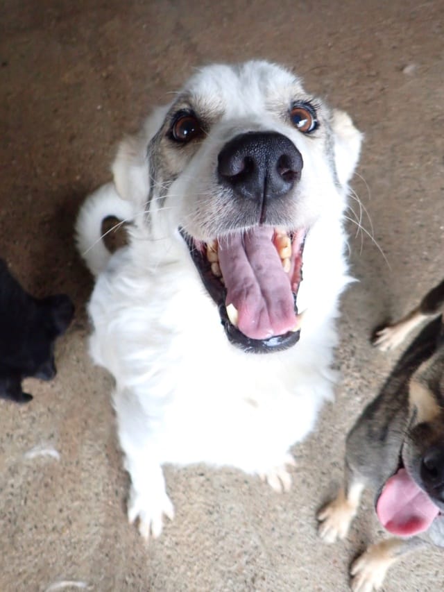 Murano, chien à l'adoption